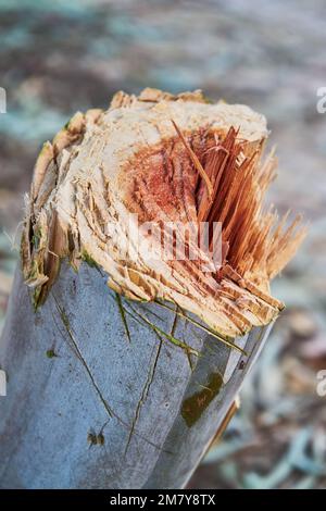 Bäume in einem marokkanischen Dschungel gefällt Stockfoto