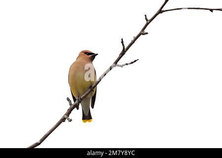 Ein Zedernwachs hoch oben auf einem sterbenden Ast, weißer Hintergrund Stockfoto