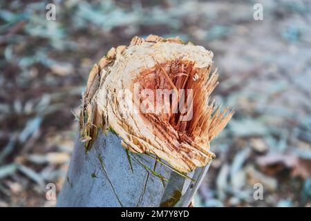 Bäume in einem marokkanischen Dschungel gefällt Stockfoto