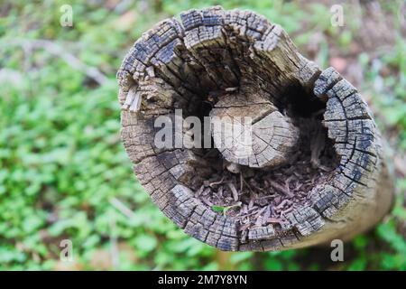 Bäume in einem marokkanischen Dschungel gefällt Stockfoto