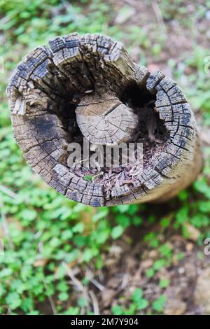 Bäume in einem marokkanischen Dschungel gefällt Stockfoto