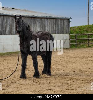 Friesisches Pferd mit dickem Wintermantel, das in der Sandschule in der Sandarena steht Stockfoto