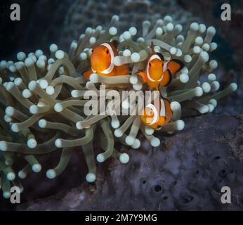 Eine Herde kleiner Clownfische leben in der Meeresanemone Stockfoto