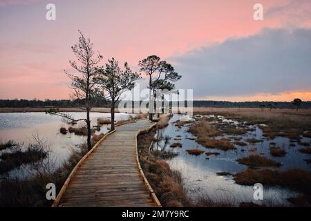 Die neue, restaurierte Promenade rund um Pudmore Pond auf Thursley Common, Surrey, Großbritannien. Stockfoto