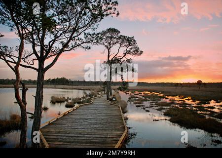 Die neue, restaurierte Promenade rund um Pudmore Pond auf Thursley Common, Surrey, Großbritannien. Stockfoto