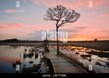 Die neue, restaurierte Promenade rund um Pudmore Pond auf Thursley Common, Surrey, Großbritannien. Stockfoto