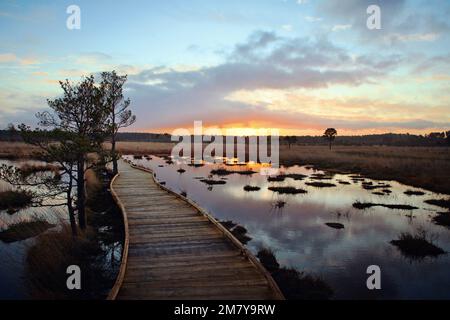 Die neue, restaurierte Promenade rund um Pudmore Pond auf Thursley Common, Surrey, Großbritannien. Stockfoto