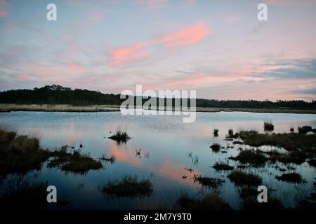 Die neue, restaurierte Promenade rund um Pudmore Pond auf Thursley Common, Surrey, Großbritannien. Stockfoto