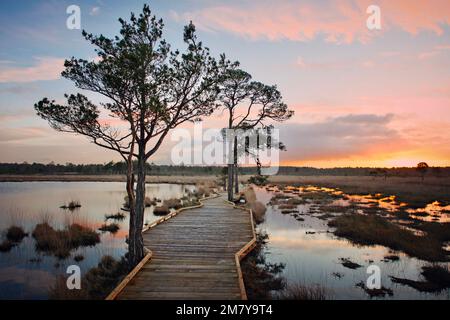 Die neue, restaurierte Promenade rund um Pudmore Pond auf Thursley Common, Surrey, Großbritannien. Stockfoto