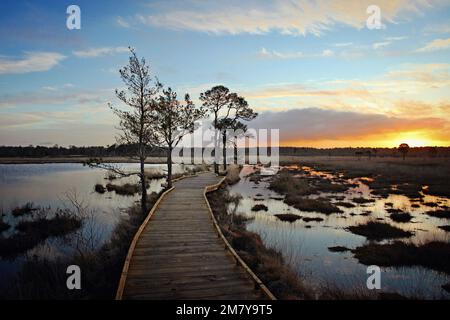 Die neue, restaurierte Promenade rund um Pudmore Pond auf Thursley Common, Surrey, Großbritannien. Stockfoto