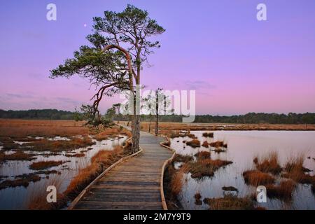 Die neue, restaurierte Promenade rund um Pudmore Pond auf Thursley Common, Surrey, Großbritannien. Stockfoto