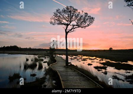 Die neue, restaurierte Promenade rund um Pudmore Pond auf Thursley Common, Surrey, Großbritannien. Stockfoto