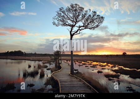 Die neue, restaurierte Promenade rund um Pudmore Pond auf Thursley Common, Surrey, Großbritannien. Stockfoto