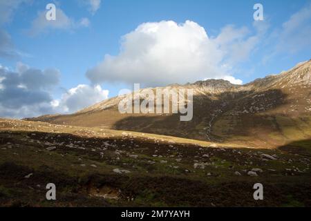 Die Ziege, die das Abendlicht einfängte, fiel von Glen Rosa aus, der Insel Arran Ayrshire, Schottland Stockfoto