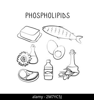 Phospholipid-haltige Lebensmittel. Gruppen von gesunden Produkten, die Vitamine und Mineralien enthalten. Obst, Gemüse, Fleisch, Fisch und Milchprodukte Stock Vektor