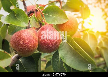 Rote Birnen wachsen auf einem Zweig zwischen dem grünen Laub auf Birnenbäumen Stockfoto