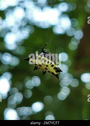 Ein vertikales, flaches Fokusbild einer Gasteracantha cancriformis auf Spinnennetz in einem Wald Stockfoto