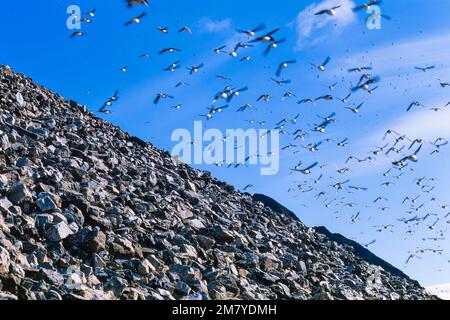 Eine Schar von Little Auk fliegt bei einem Felsfall in der Arktis Stockfoto