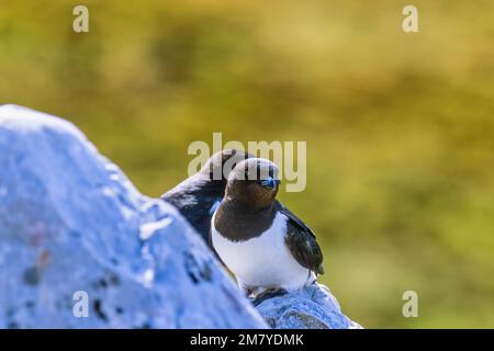 Kleine Auks auf einem Felsen in Svalbard Stockfoto