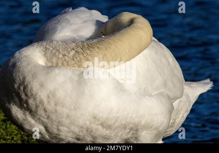 Als ein so großer Wasservogel, der auch fliegt, verbringt der Stumme Schwan viel Zeit damit, das Gefieder in einem Top-Zustand zu halten Stockfoto