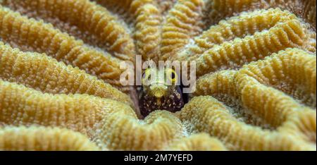 Nahaufnahme eines kleinen Fisches, der aus den Korallen schaut Stockfoto