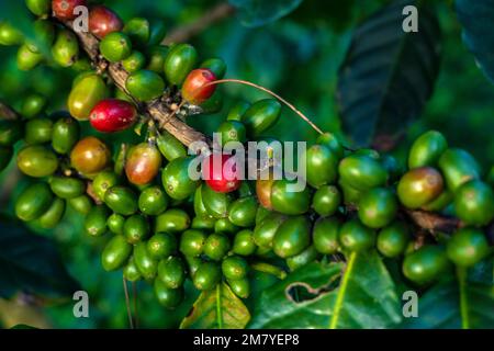 Rote und grüne rohe und reife Kaffeekirschbohnen auf einer Baumplantage Stockfoto