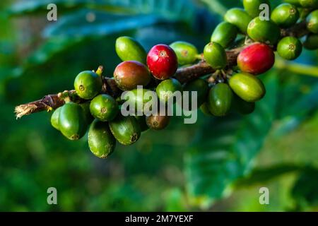 Rote und grüne rohe und reife Kaffeekirschbohnen auf einer Baumplantage Stockfoto