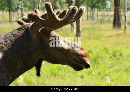 Ein Profilbild von Alaska Elchen in seinem natürlichen Lebensraum Stockfoto