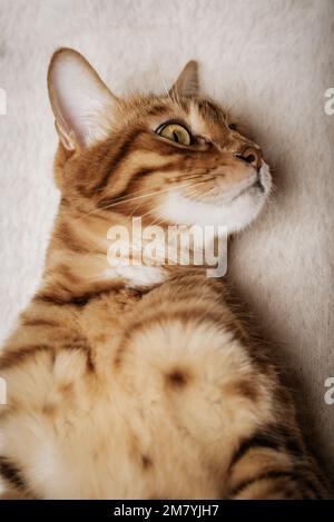 Eine süße rote Katze schläft süß auf einer weichen Decke. Stockfoto