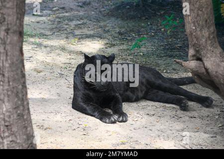 Schwarzer Panther, der sich hinlegt. Dieses Tier ist eine Variante verschiedener Gewürze, wie z. B. der jaguar oder der Leopard. Stockfoto