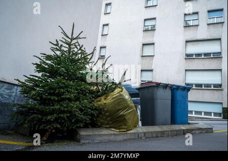 Verlassene Weihnachtsbäume auf der Straße neben dem Müll nach den Feiertagen. Ökologie und Abfallkonzept. Stockfoto