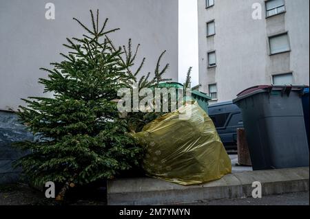 Verlassene Weihnachtsbäume auf der Straße neben dem Müll nach den Feiertagen. Ökologie und Abfallkonzept. Stockfoto