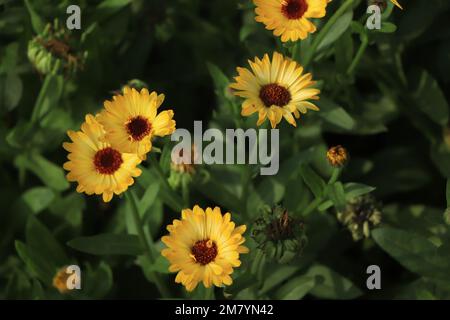 Blühende Kalendula (lat. Calendula officinalis) auf einem Blumenbeet im Sommergarten Stockfoto