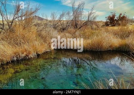 Frühling in der Oase Ash Meadows, in der Mojave-Wüste bei Pahrump, Nevada, wo die vom Aussterben bedrohten Jungfische (Cyprinodon nevadensis) leben Stockfoto