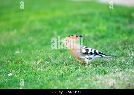 Hoopoe mit verlängertem Hals auf grünem Gras unter Sonnenlicht in Ägypten Stockfoto