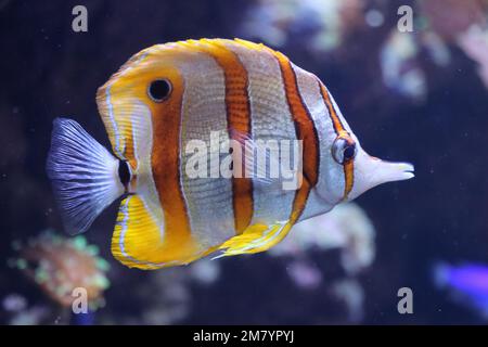 Die Bewohner des Acquariums of the Deep in Hull, Yorkshire Stockfoto