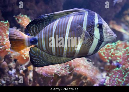 Die Bewohner des Acquariums of the Deep in Hull, Yorkshire Stockfoto