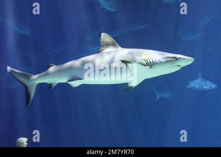 Die Bewohner des Acquariums of the Deep in Hull, Yorkshire Stockfoto