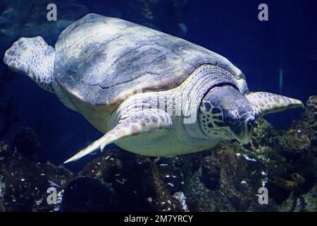 Die Bewohner des Acquariums of the Deep in Hull, Yorkshire Stockfoto