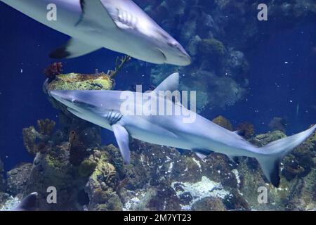 Die Bewohner des Acquariums of the Deep in Hull, Yorkshire Stockfoto