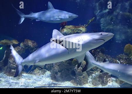 Die Bewohner des Acquariums of the Deep in Hull, Yorkshire Stockfoto