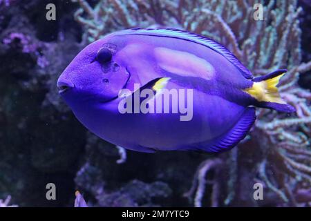 Die Bewohner des Acquariums of the Deep in Hull, Yorkshire Stockfoto