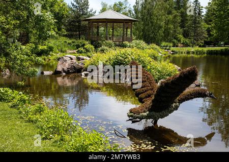 VEGETAL SKULPTUR EINES KANADISCHEN Gänse im Flug, MOSAICULTURE, Botanischer Garten, EDMUNDSTON, NEW BRUNSWICK, KANADA, NORDAMERIKA Stockfoto