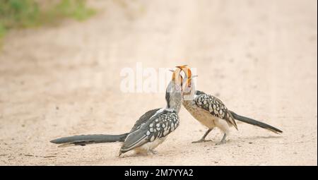 Yellow-billed Hornbill Stockfoto