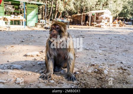 Süßer wilder Affe im Zedernwald, Ifrane, Marokko, Nordafrika Stockfoto