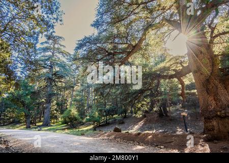 Alte Zedernbäume in Cedre Gouraud Forest, Azrou, Marokko, Nordafrika Stockfoto