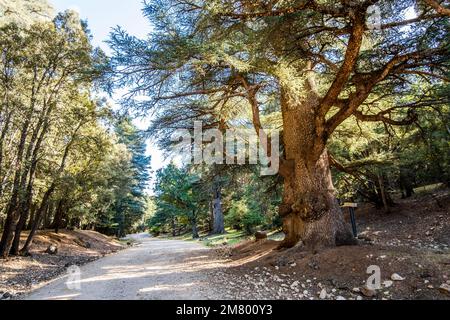 Alte Zedernbäume in Cedre Gouraud Forest, Azrou, Marokko, Nordafrika Stockfoto