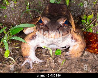 Knudsens Stieffrosch, ein sehr großer erwachsener Mann, neben einem Regenwaldteich, Provinz Orellana, Ecuador. Hat muskuläre Unterarme und Hautsupfen an den Tchs Stockfoto