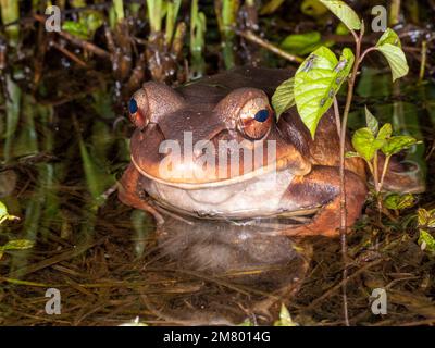 Knudsens Stieffrosch, ein sehr großer erwachsener Mann, am Rand eines Regenwaldteichs, Provinz Orellana, Ecuador Stockfoto