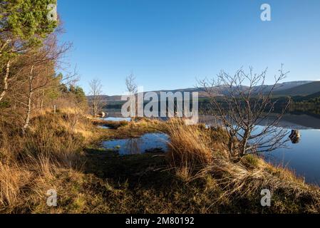 Nachmittagssonne am Loch Morlich, Cairngorms National Park in der Nähe von Aviemore, Badenoch und Strathspey, Schottland, Großbritannien Stockfoto